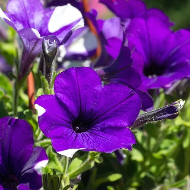 Petunia Flower Seeds