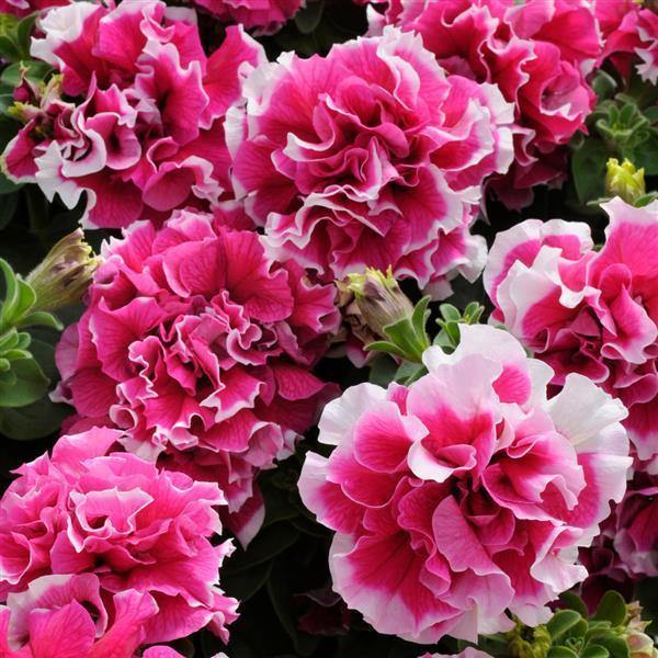 Petunia Double GF Pirouette Rose Flower seeds for Planting Compact Growth Heirloom & GMO Free Seeds for Home Garden
Sale for planting in home garden