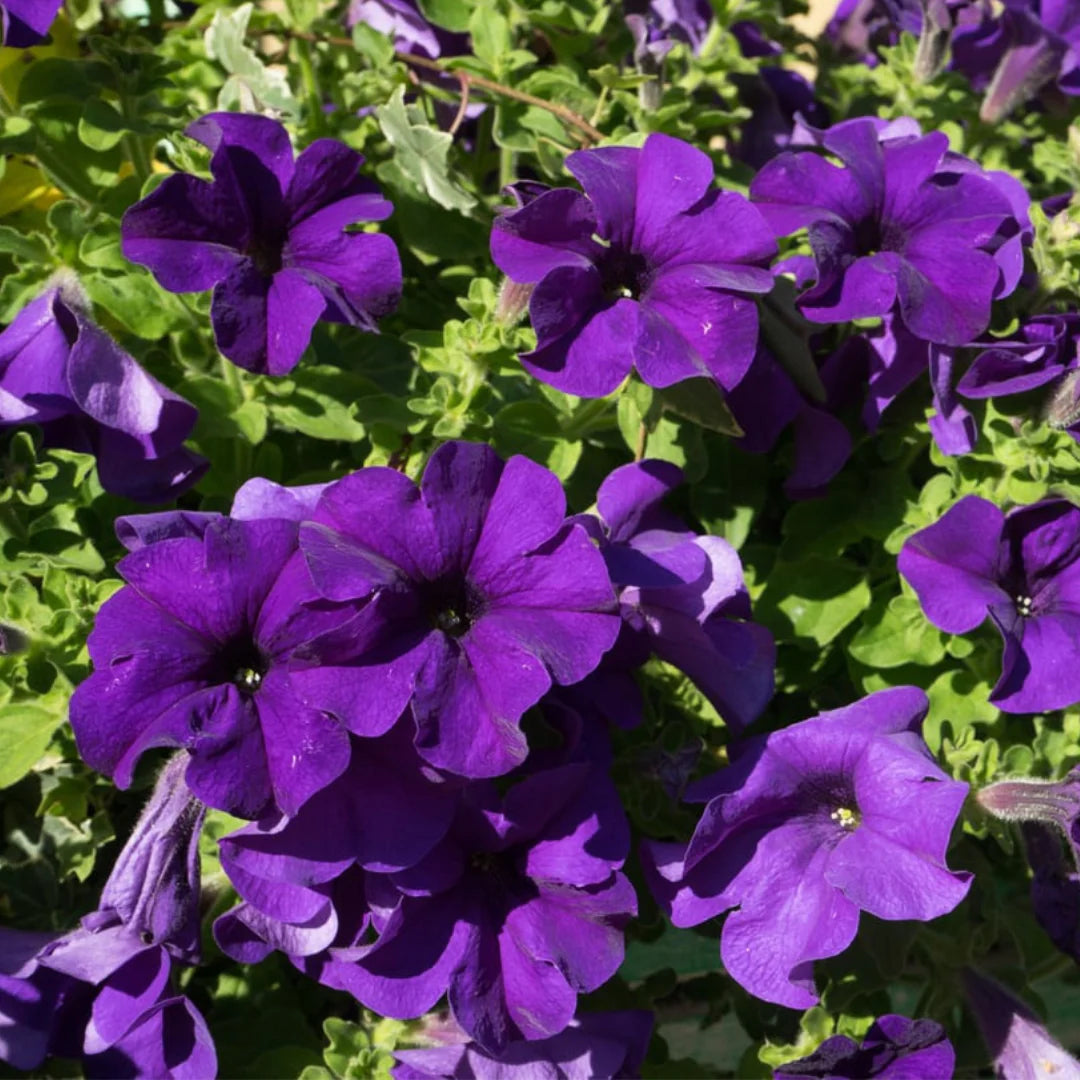 Petunia Flower Seeds