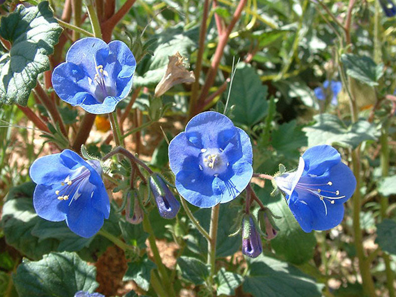 Phacelia (Phacelia Campanularia) seeds for planting in home garden