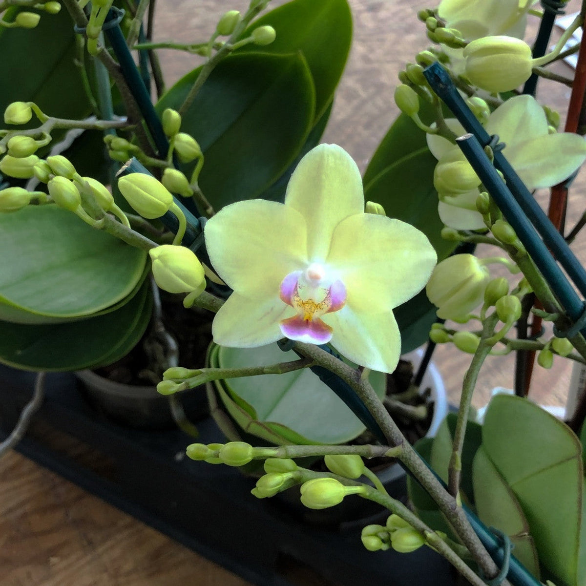 Green Pink Phalaenopsis Orchid Flower seeds for Planting Drought Tolerant Heirloom & GMO Free Seeds for Home Garden
Sale seeds for home garden planting