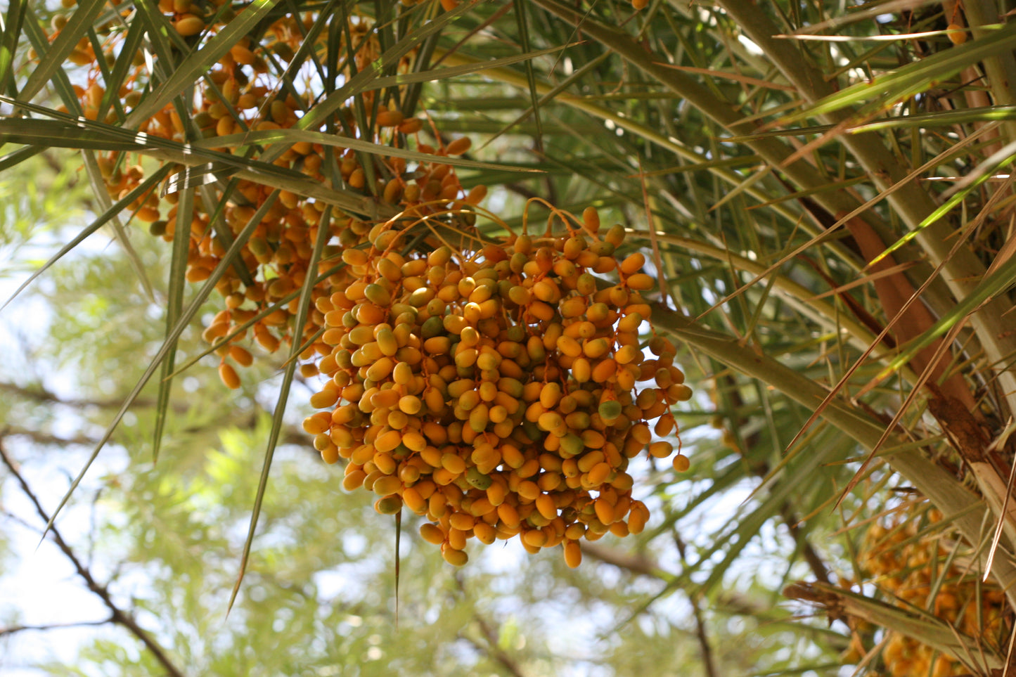 Phoenix Sylvestris Fruit Seeds