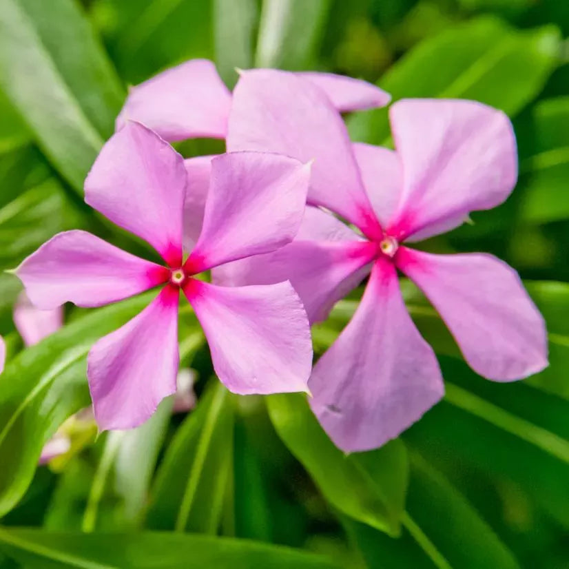 periwinkle plant seeds Madagascar Periwinkle (Catharanthus Roseus) Flower Seeds for Planting – Pure Asia Seeds