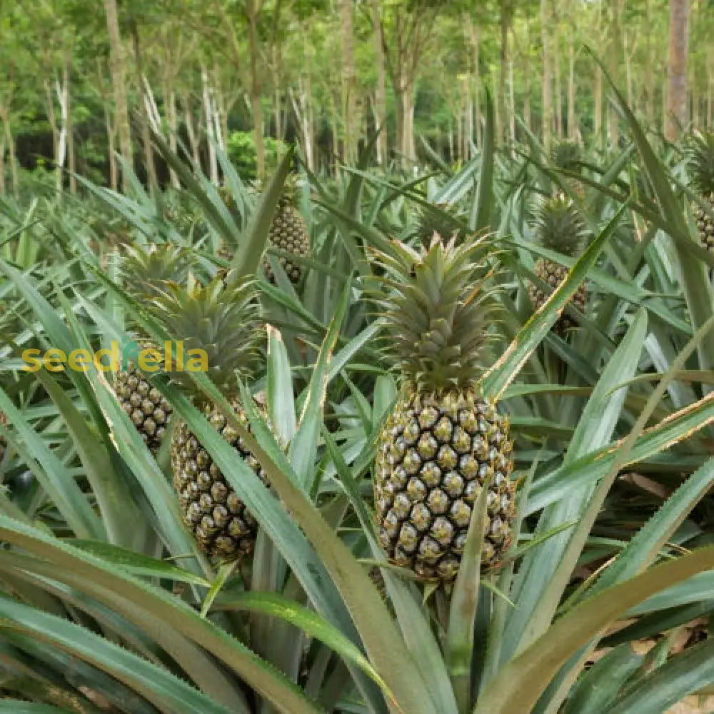 garden pineapple plant Pineapple Fruit Seeds For Planting Organic Garden Seeds – Pure Asia Seeds
