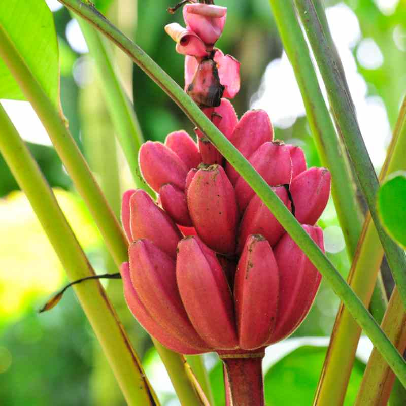 Musa Velutina Fruit Seeds