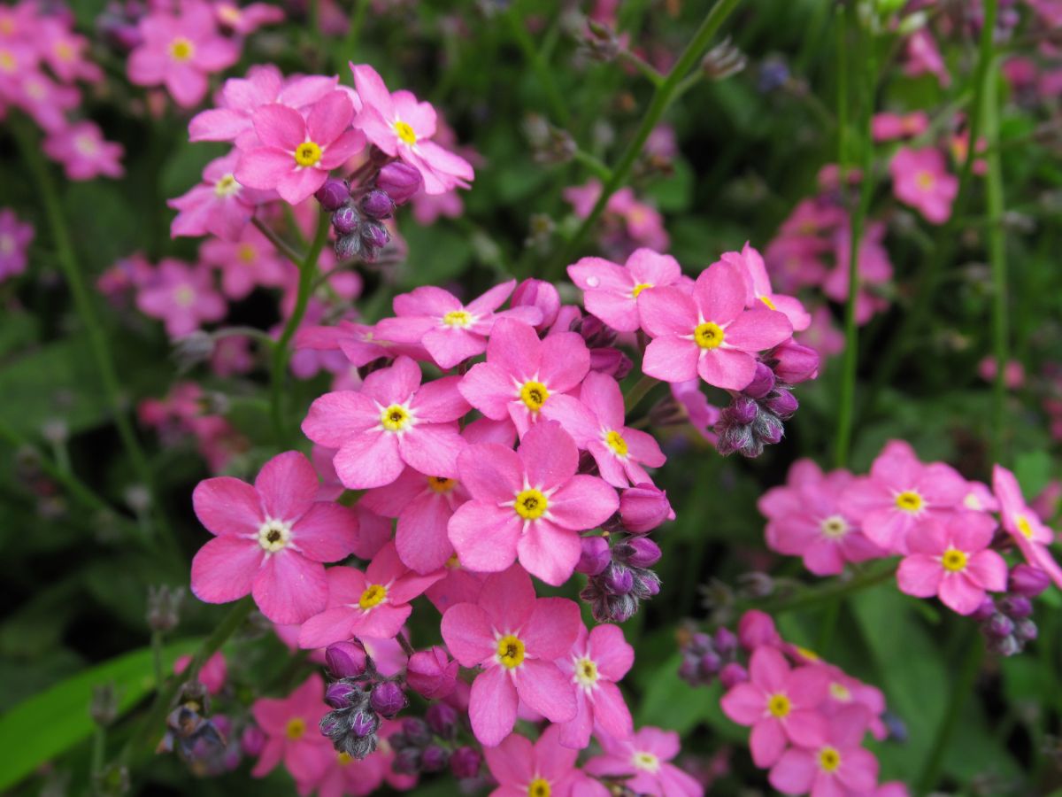 Pink Forget-Me-Not Flower Seeds (Myosotis Sylvatica)