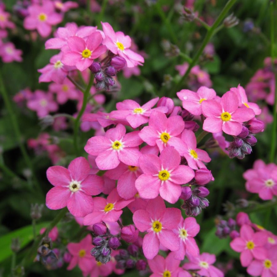 Rosa Vergissmeinnicht-Blumensamen (Myosotis Sylvatica)