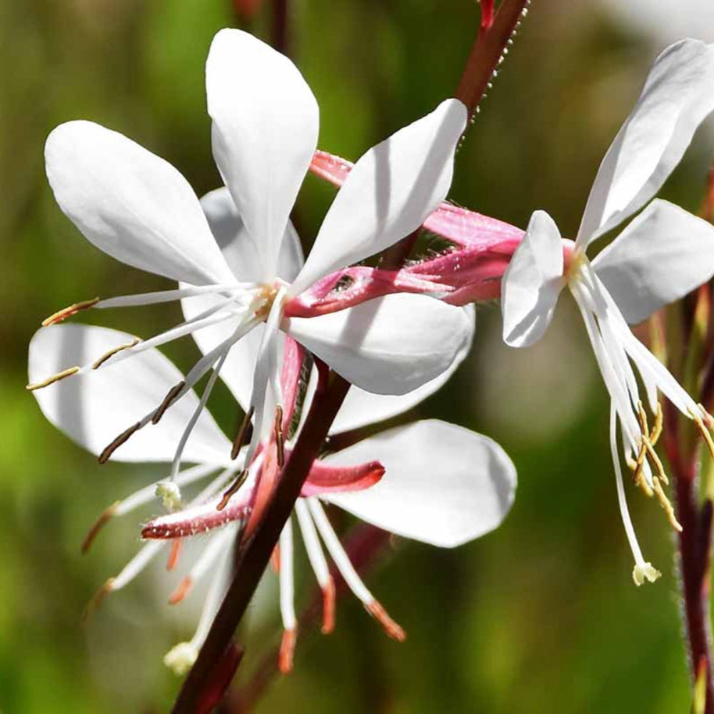 Gaura Lindheimeri Blumensamen
