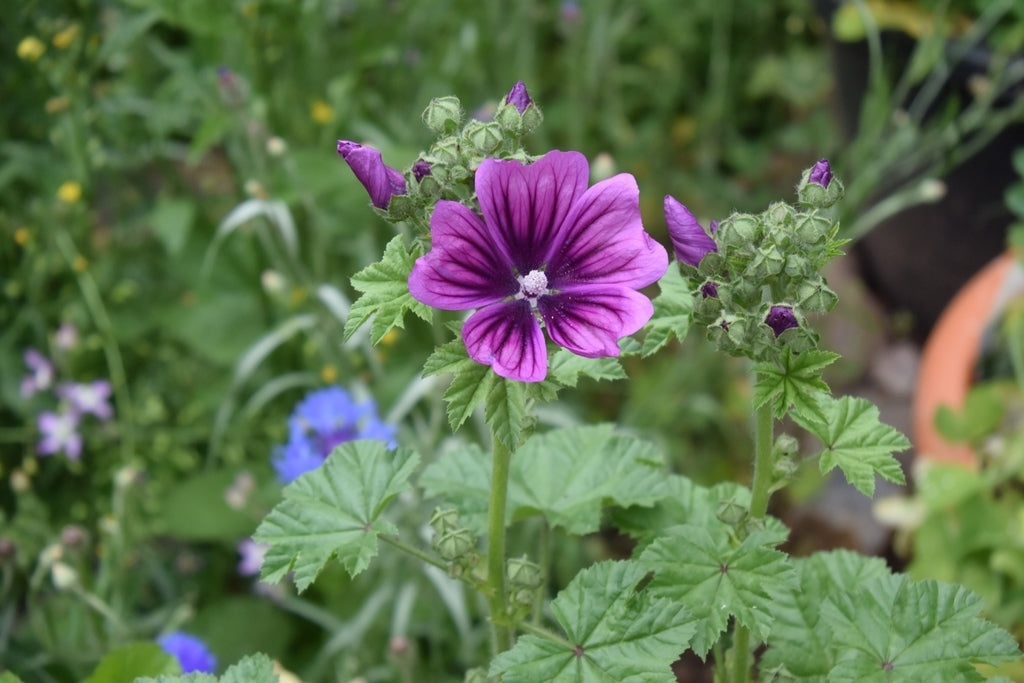 Non-GMO Casa Malva Seeds for Easy Planting