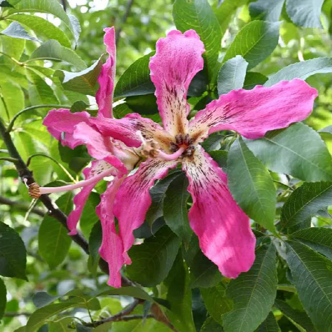 Semillas de la planta Chorisia Speciosa