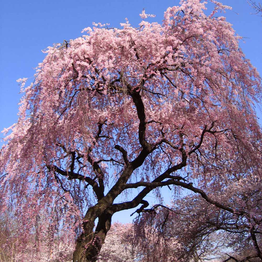 Dwarf Weeping Purple Pink Cherry Flower Seeds