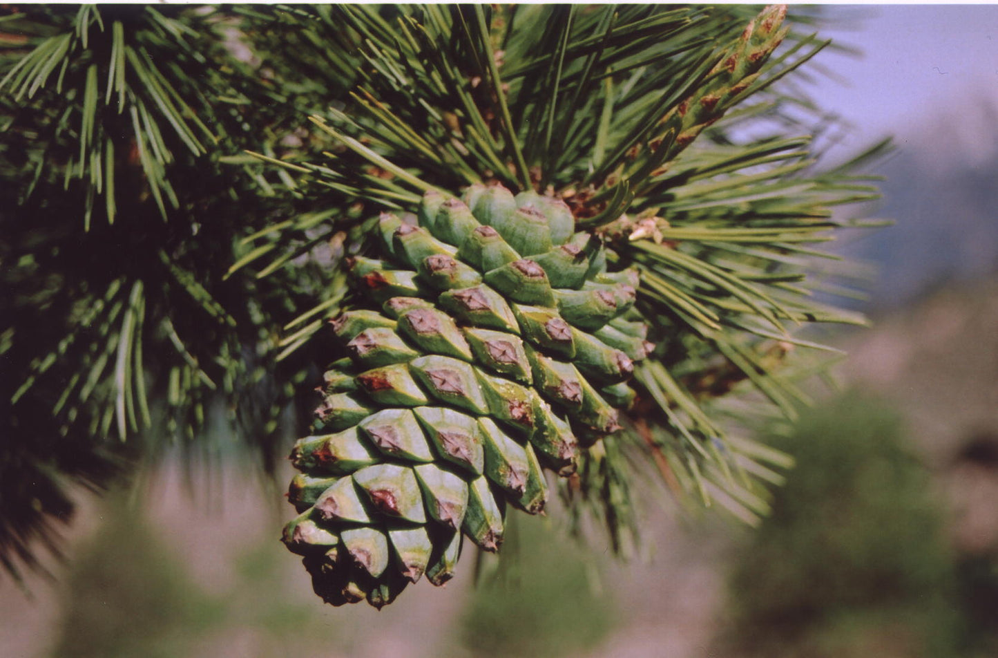 Pine Fruit Seeds