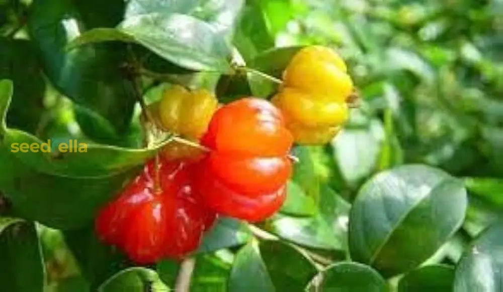 Pitanga Fruit Seeds for Planting - Grow Your Own Tropical Delight