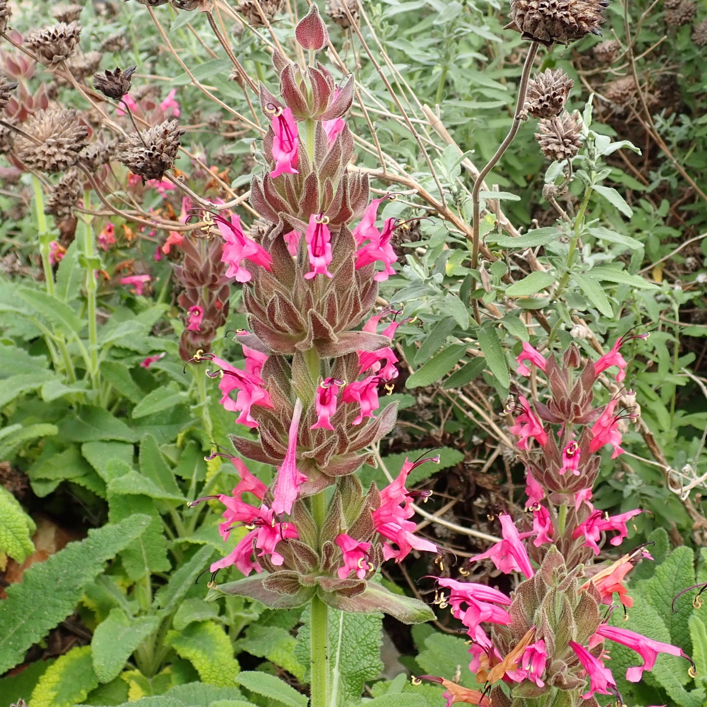 Salvia Spathacea Flower Seeds
