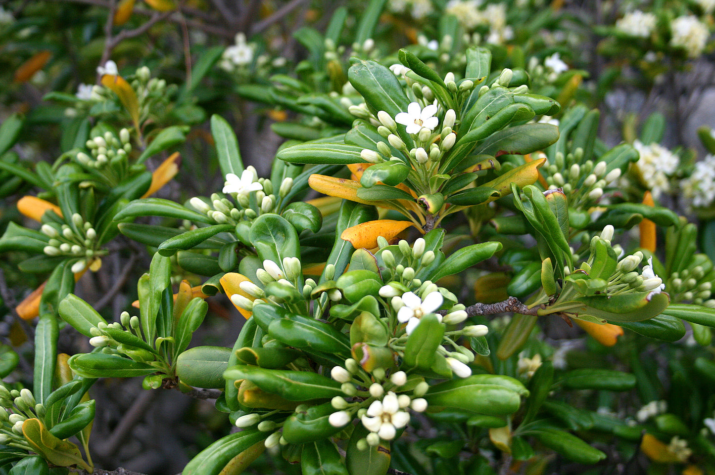 Semillas de flores de Pittosporum Tobira