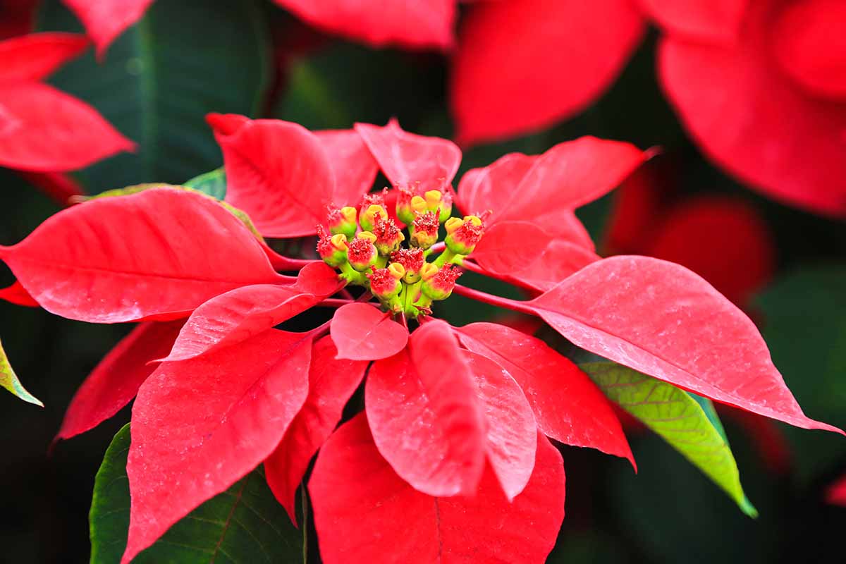 Poinsettia Flower seeds for Planting Cut Flower Favorite Heirloom & GMO Free Seeds for Home Garden
Sale for planting in home garden