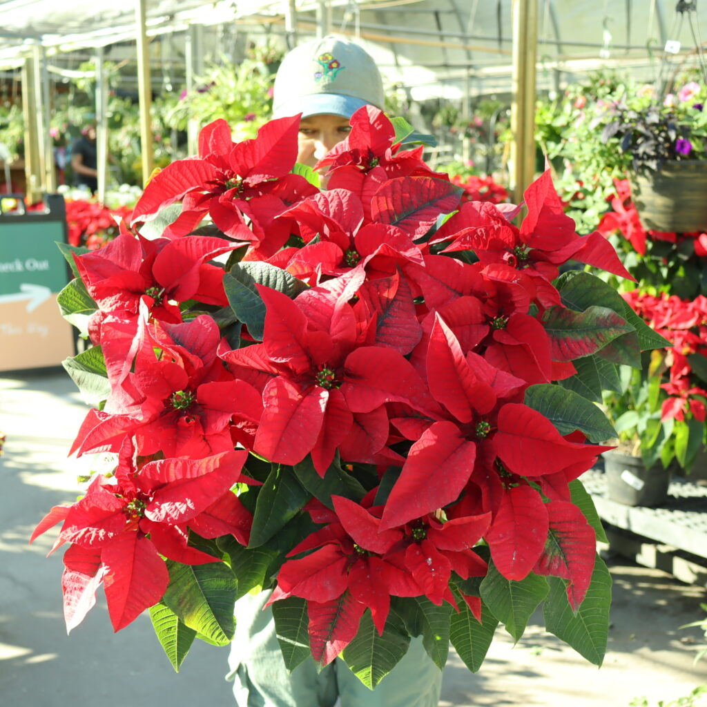 Poinsettia Flower seeds for Planting - Long Bloom Season, Heirloom & GMO Free Seeds for Home Garden