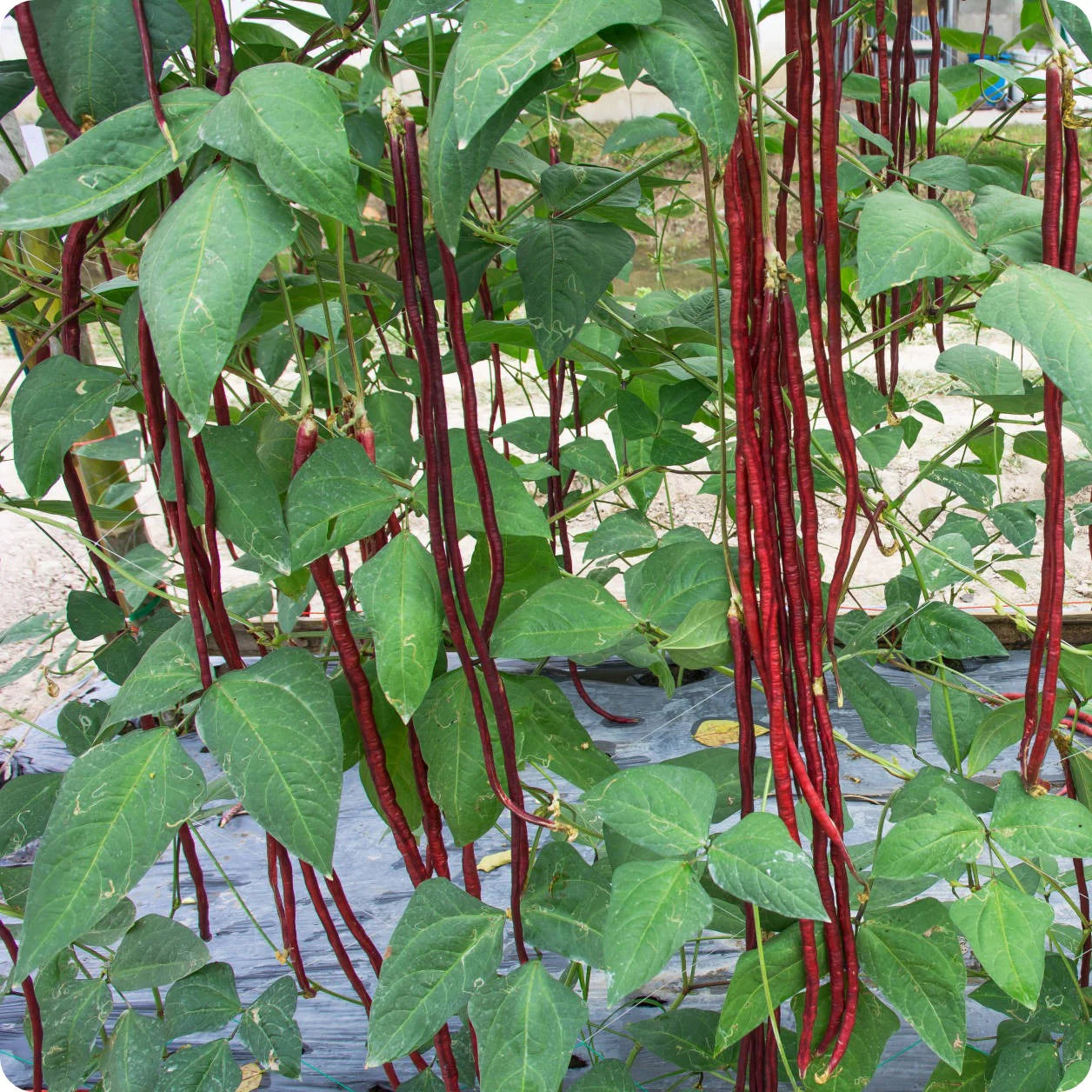 Red Noodle Bean Seeds