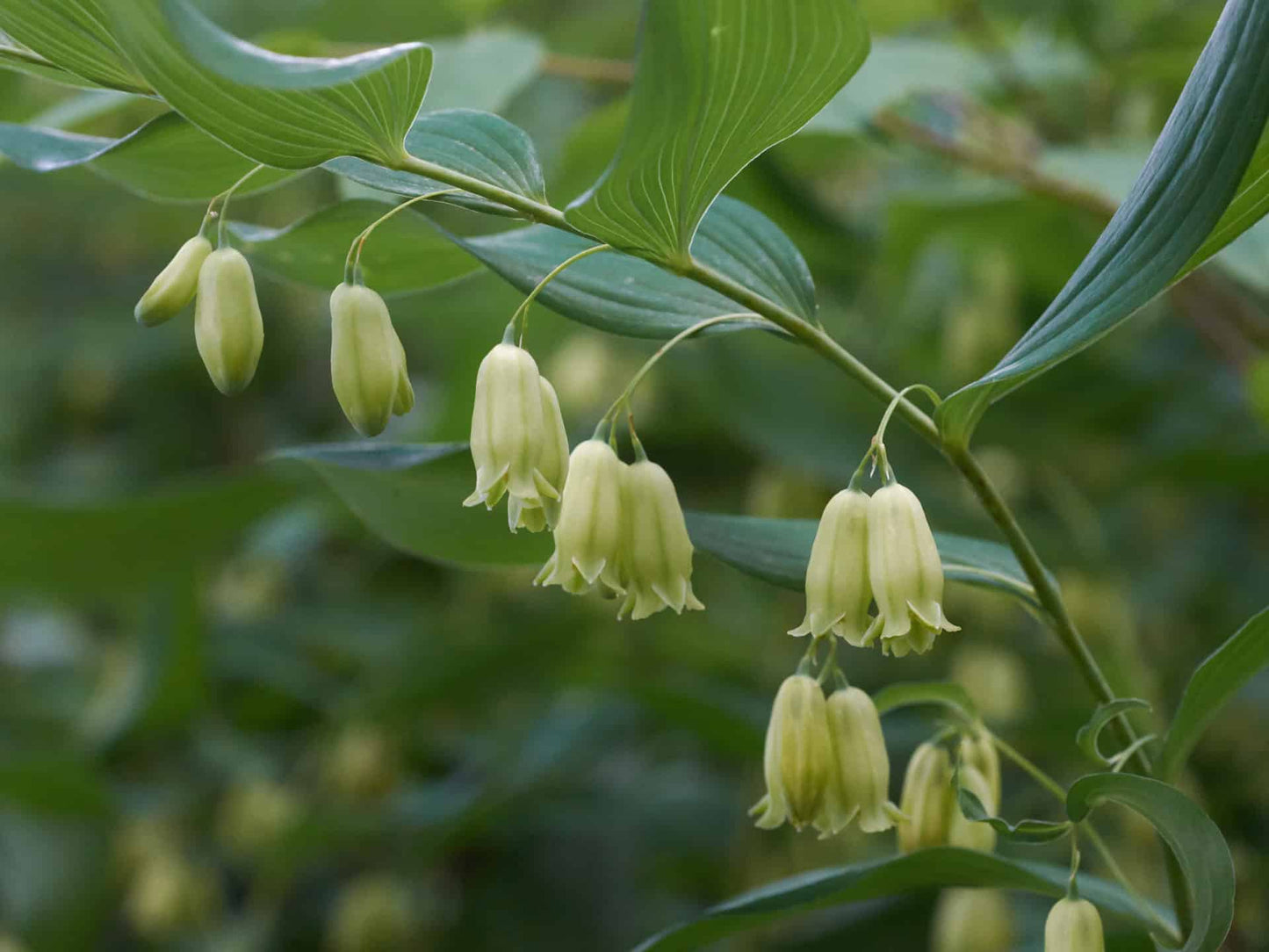 Solomon's Seal Plant Seeds