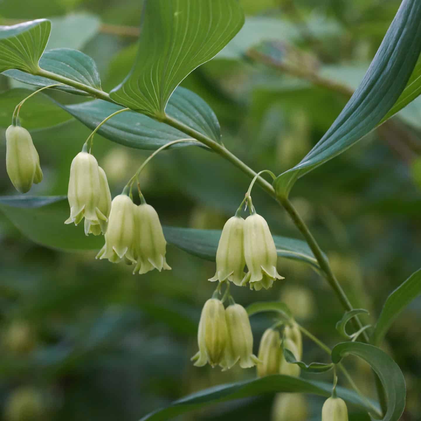 Solomon's Seal Plant Seeds