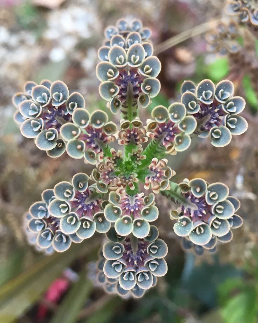 Rare Dark Blue Kalanchoe Flower Seeds