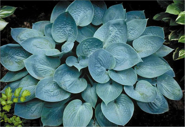 Hosta 'Prairie Sky' Plant Seeds