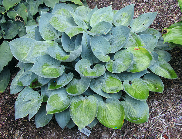 Hosta 'Prairie Sky' Plant Seeds