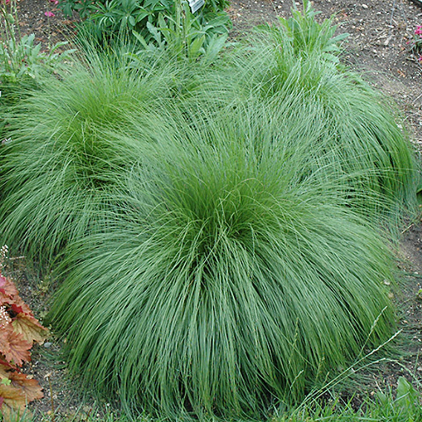 Prairie Dropseed Herb Seeds
