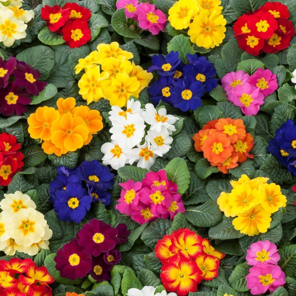 Primula Primrose Polyanthus Flower Seeds