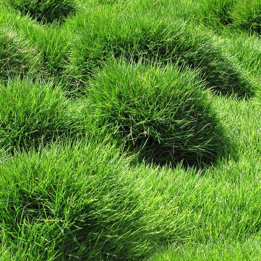 Zenith Zoysia Grass Herb Seeds