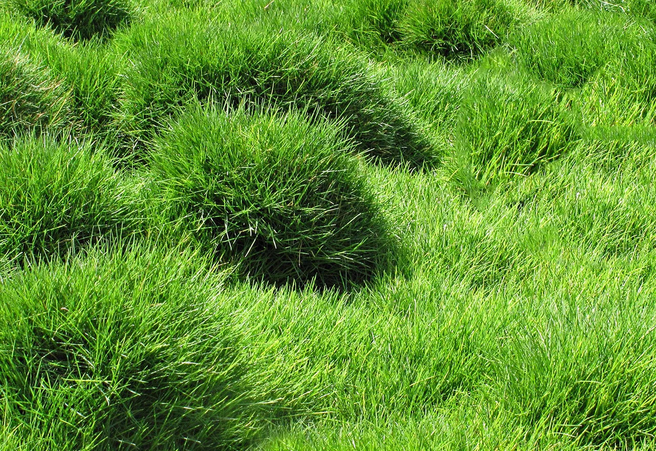 Semillas de hierba zoysia