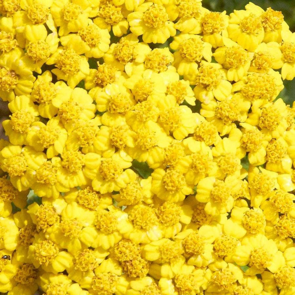 Achillea 'Little Moonshine' Seeds - Compact Yellow Perennial with Silver-Gray Foliage