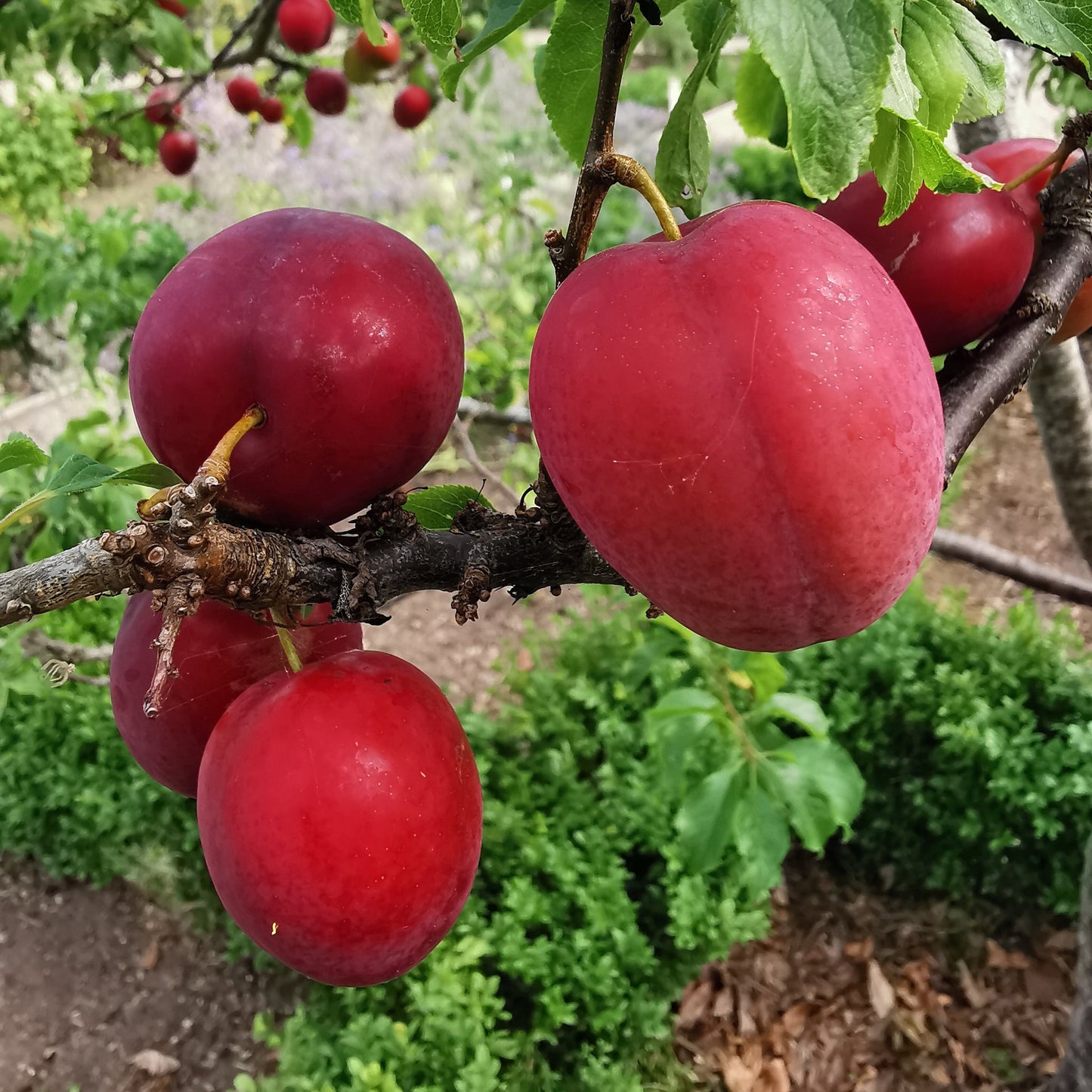 Prunus Cerasifera Fruit Seeds