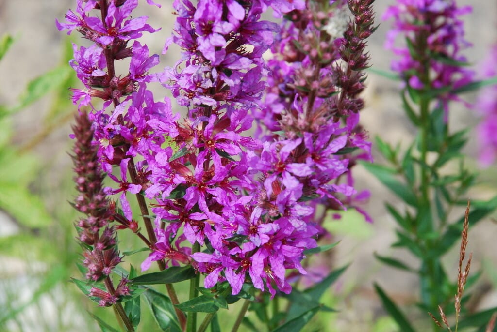 Purple Loosestrife Flower Seeds
