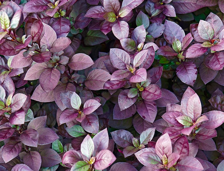 Alternanthera Ornamental Plant Seeds