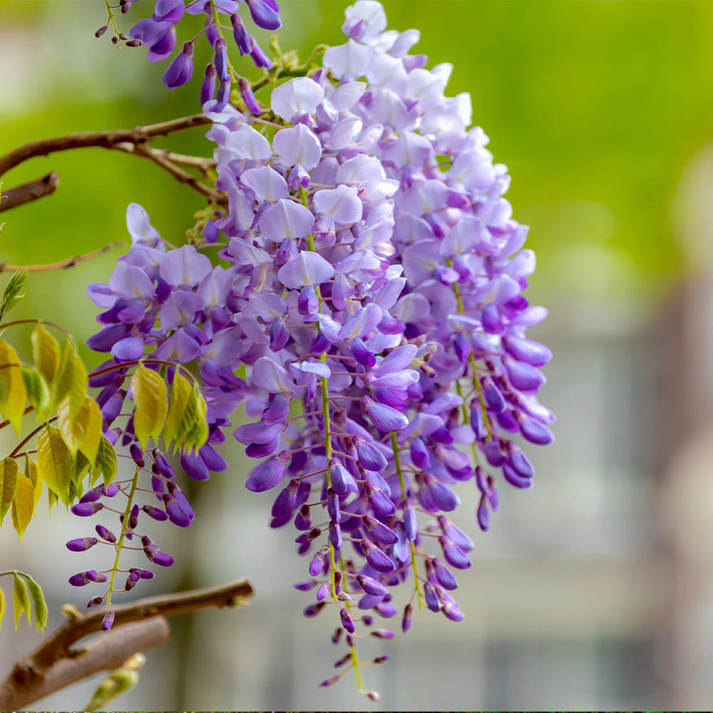 Wisteria Flower Seeds
