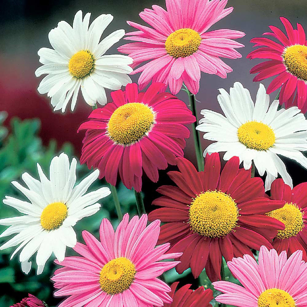 Pyrethrum Flower seeds for Planting Cottage Garden Essential Heirloom & GMO Free Seeds for Home Garden
Sale seeds for home garden planting