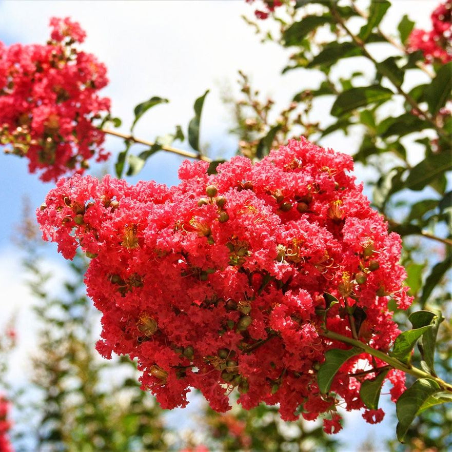 Red Crape Myrtle Flower Seeds