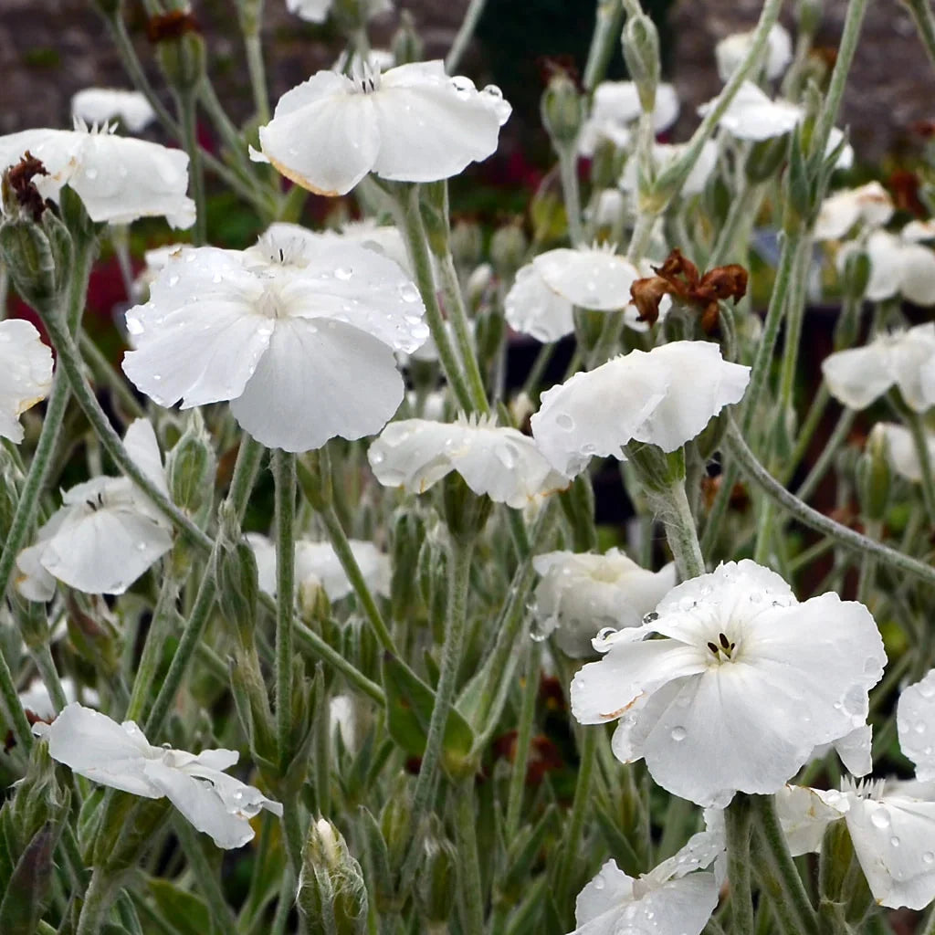 White Alba Lychnis Flower seeds for Planting Pollinator Friendly Heirloom & GMO Free Seeds for Home Garden
Sale seeds for home garden planting