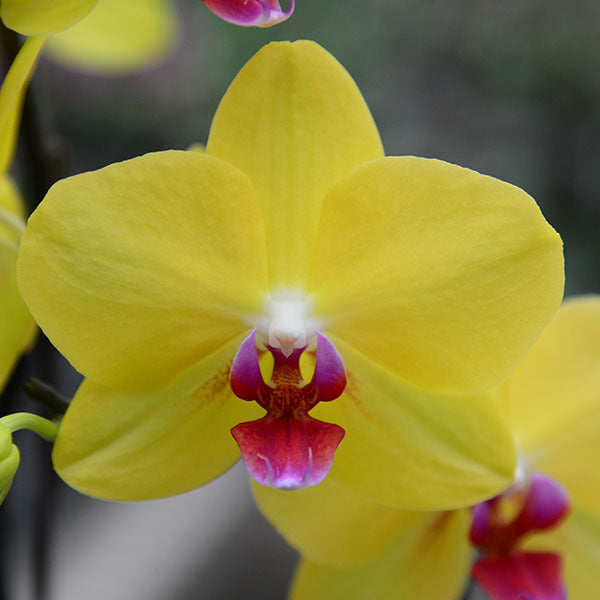 Yellow Pink Phalaenopsis Orchid Flower seeds for Planting Shade Tolerant Heirloom & GMO Free Seeds for Home Garden
Sale seeds for home garden planting