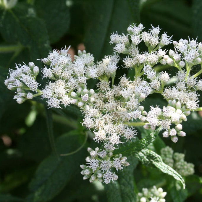 Boneset Flower Seeds (Eupatorium Perfoliatum)