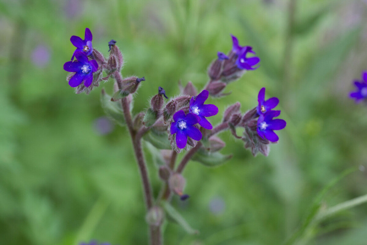 Semi di Erba di Anchusa Officinalis