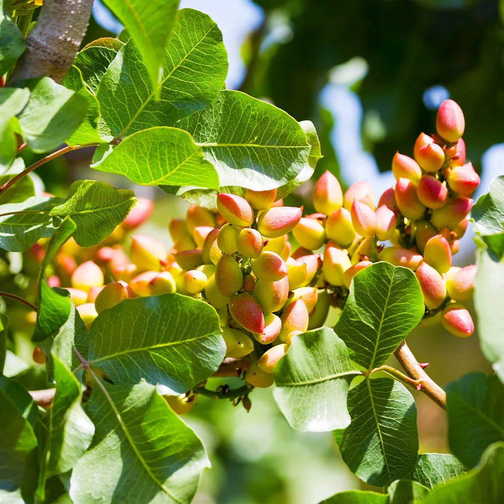 Pistache Fruit Seeds