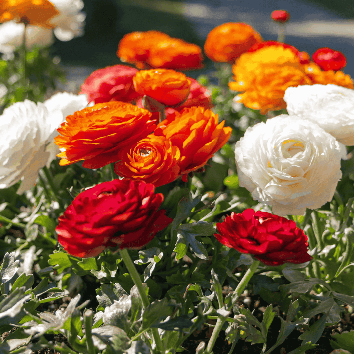 seeds & bulbs flower Ranunculus Flower seeds for Planting Premium Quality He