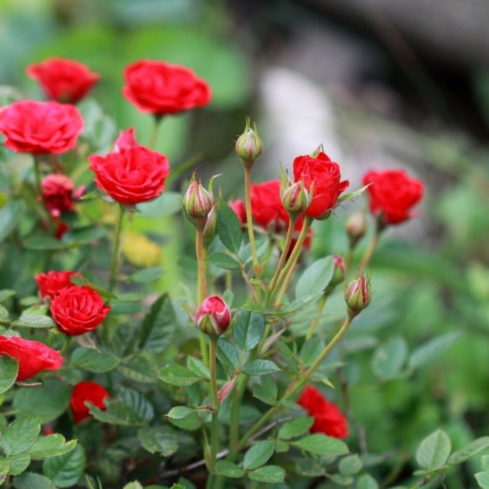 Miniature Rose Flower Seeds