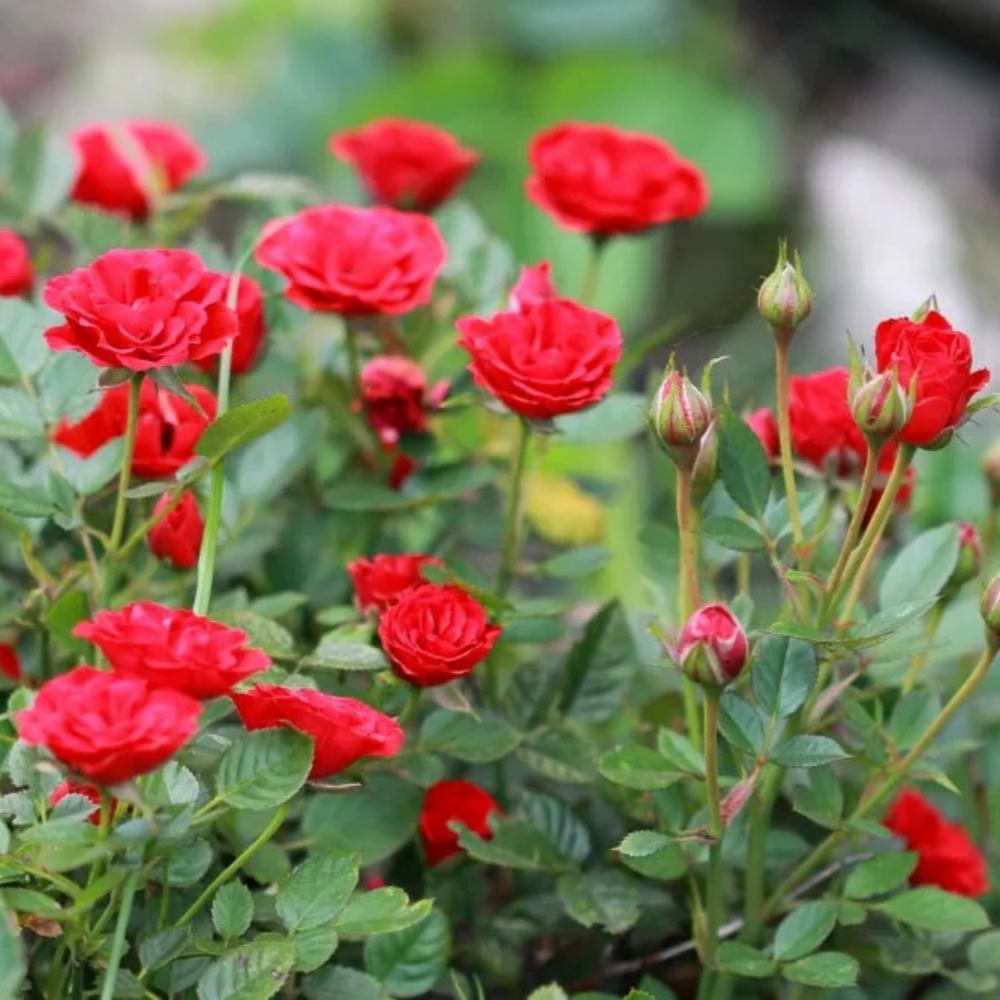 Miniature Rose Flower Seeds