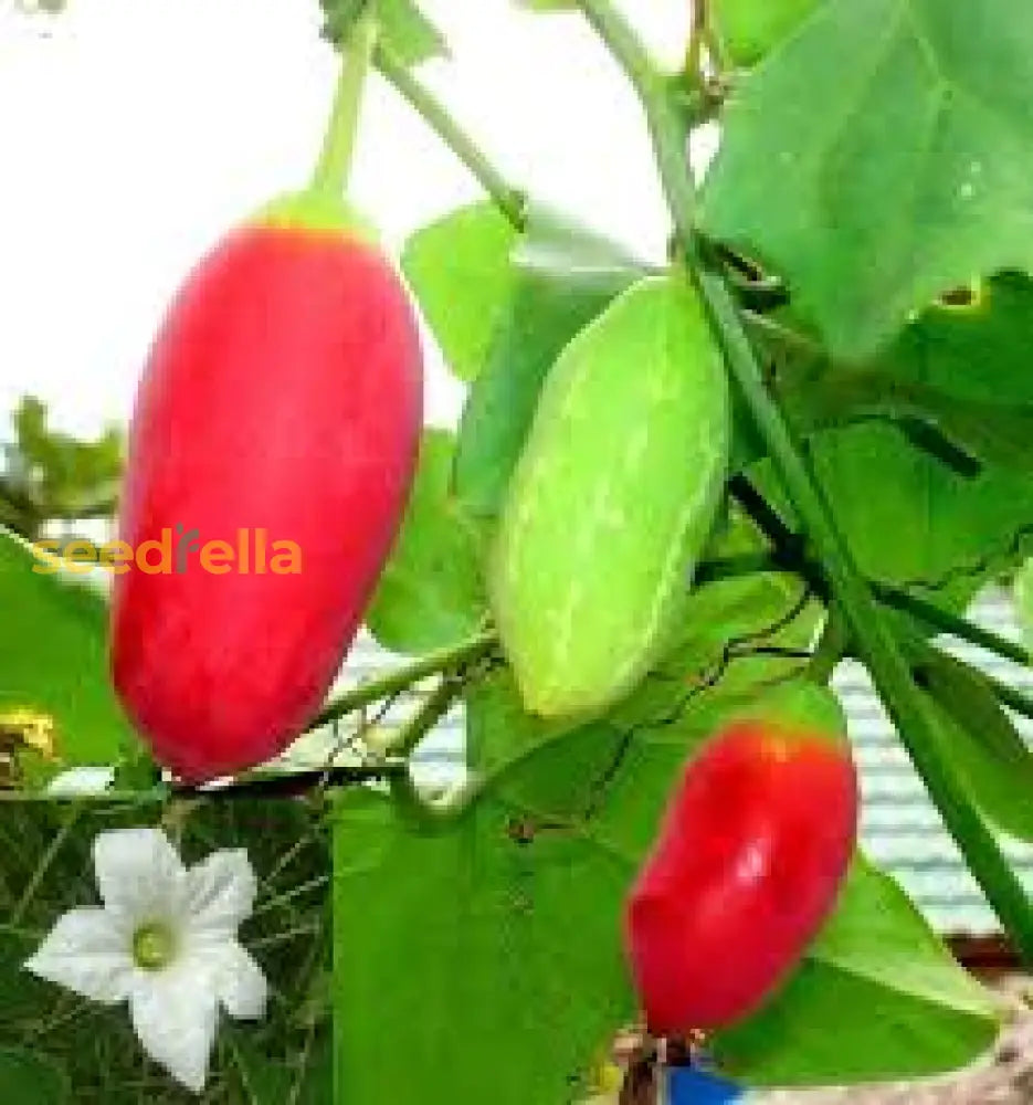 Red Scarlet Fruit Seeds for Planting Vibrant & Delicious Garden Addition