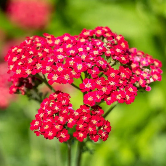 赤いヤロウの花の種