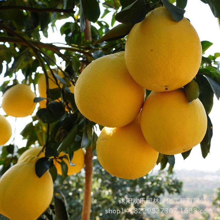 Pomelo Fruit Seeds