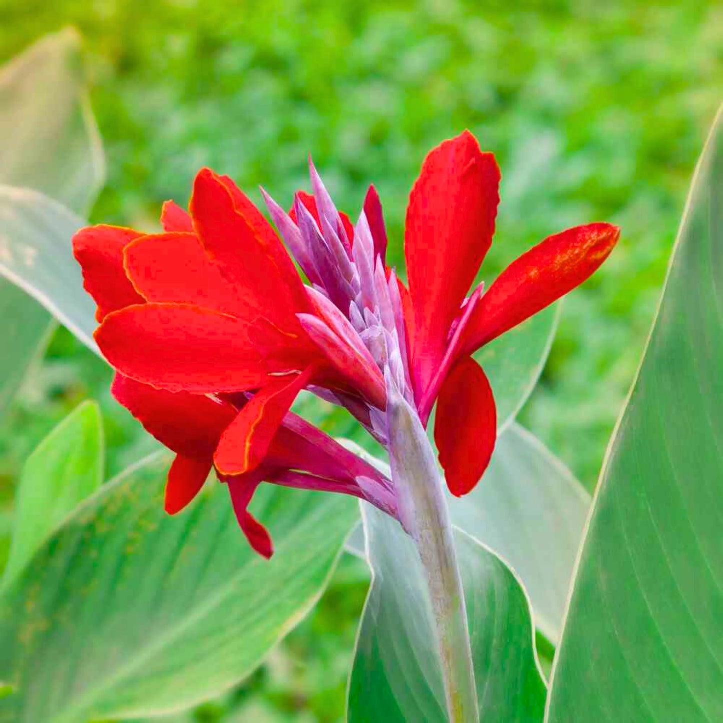 Canna Lily Flower Seeds